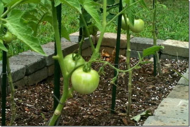 tomatoes-1